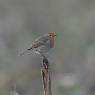 Pettirosso (Erithacus rubecula)