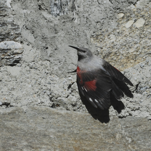 Picchio muraiolo (Tichodroma muraria)