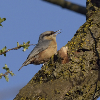 Picchio muratore (Sitta europaea)