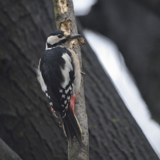 Picchio rosso maggiore (Dendrocopos major)