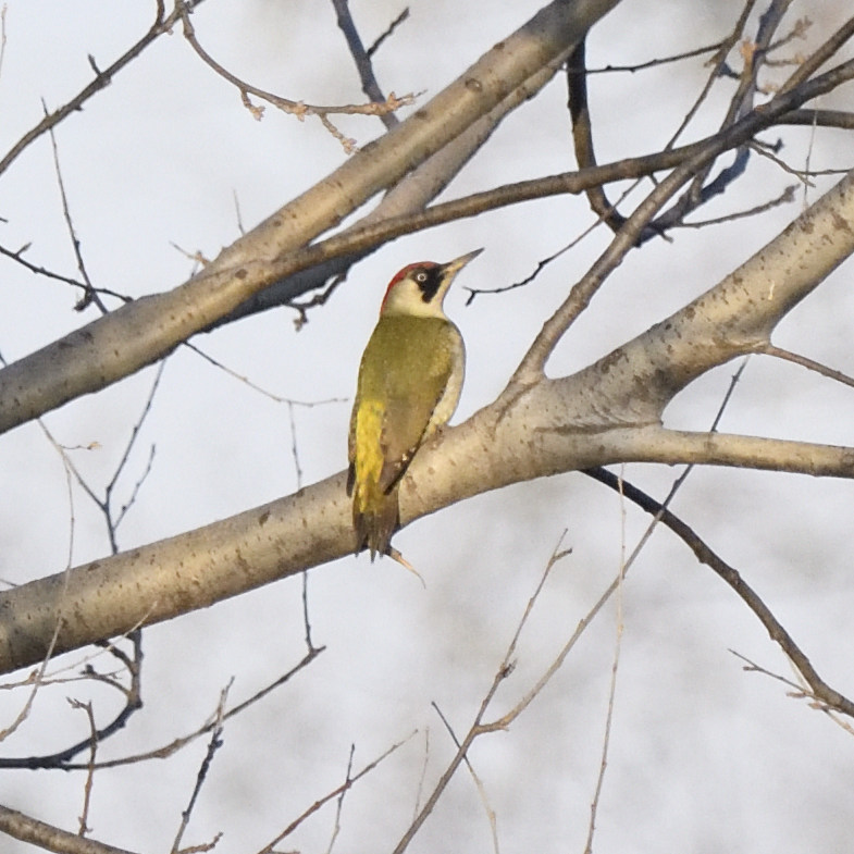 Picchio verde (Picus viridis)