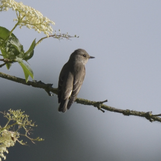 Pigliamosche (Muscicapa striata)