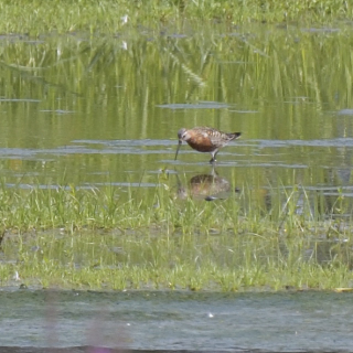 Piovanello comune (Calidris ferruginea)