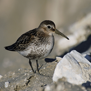 Piovanello pancianera (Calidris alpina)