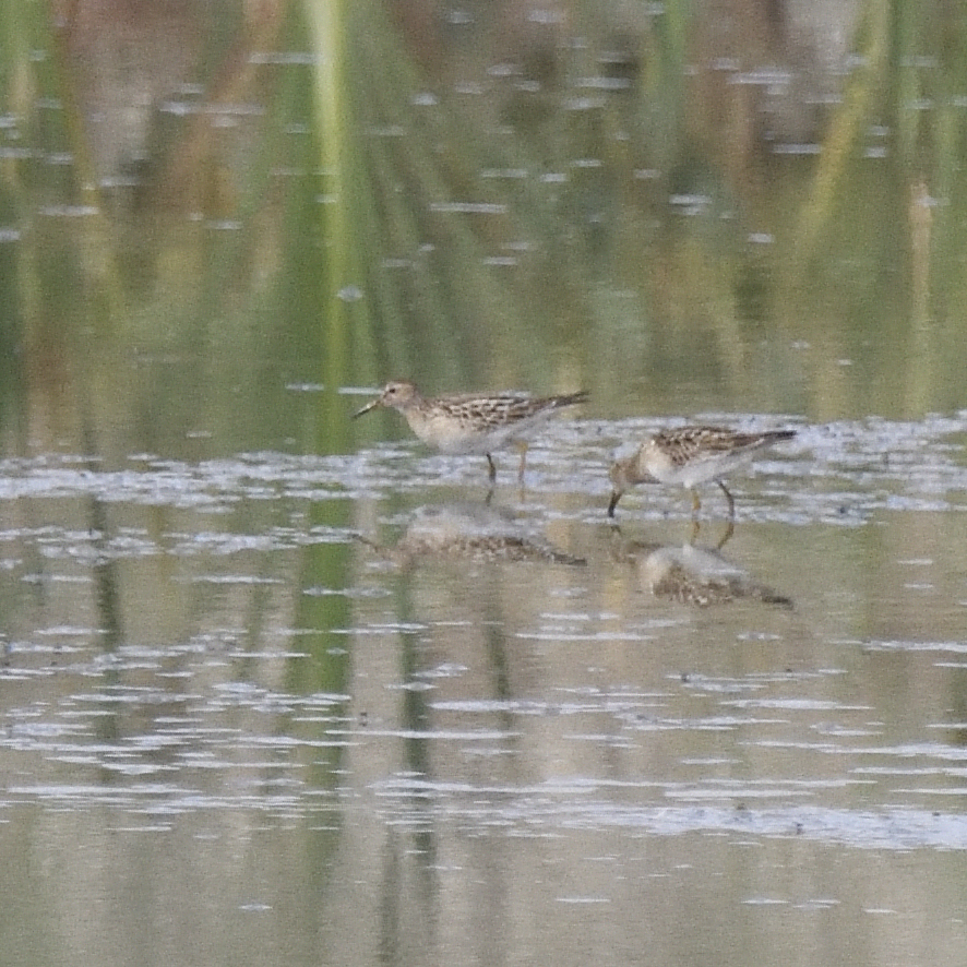 Piovanello pettorale (Calidris melanotos)