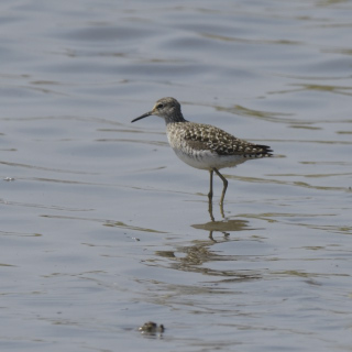 Piro piro boschereccio (Tringa glareola)