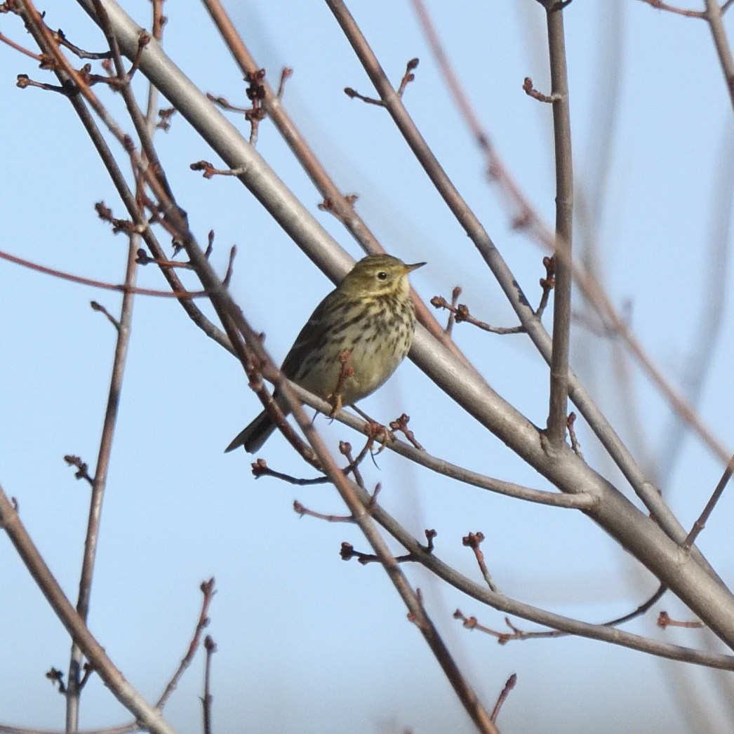 Pispola (Anthus pratensis)