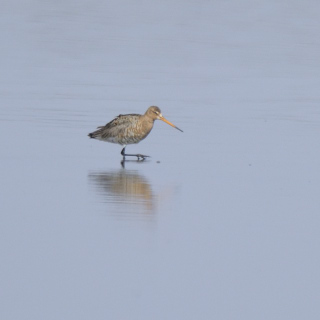 Pittima reale (Limosa limosa)