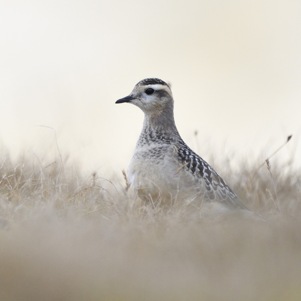 Piviere tortolino (Charadrius morinellus)