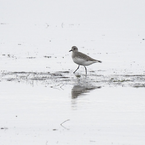 Pivieressa (Pluvialis squatarola)