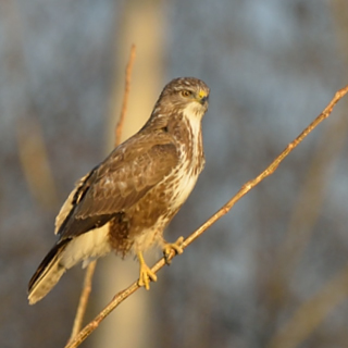 Poiana (Buteo buteo)