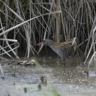 Porciglione (Rallus aquaticus)