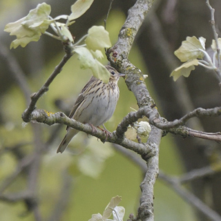 Prispolone (Anthus trivialis)