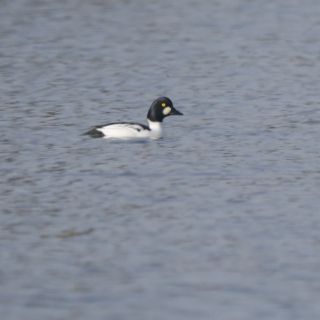 Quattrocchi (Bucephala clangula)