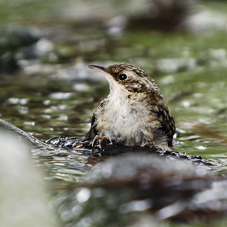 Rampichino alpestre (Certhia familiaris)