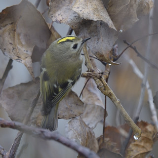 Regolo (Regulus regulus)