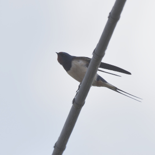 Rondine (Hirundo rustica)