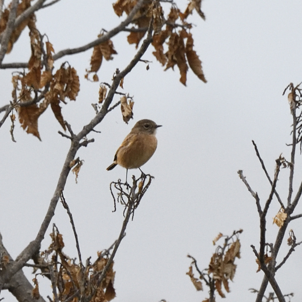 Saltimpalo (Saxicola torquatus)