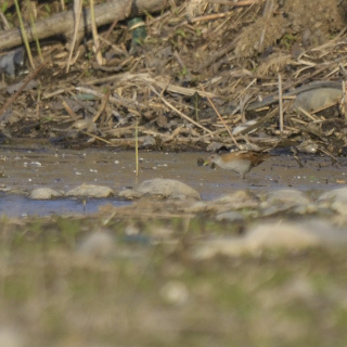 Schiribilla (Porzana parva)