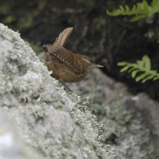 Scricciolo (Troglodytes troglodytes)