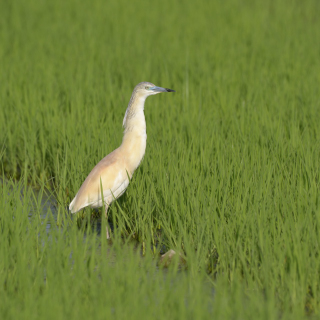 Sgarza ciuffetto (Ardeola ralloides)