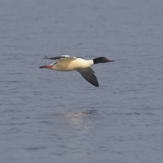 Smergo maggiore (Mergus merganser)