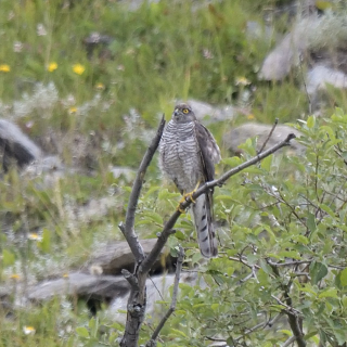 Sparviere (Accipiter nisus)