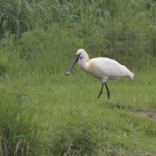 Spatola (Platalea leucorodia)