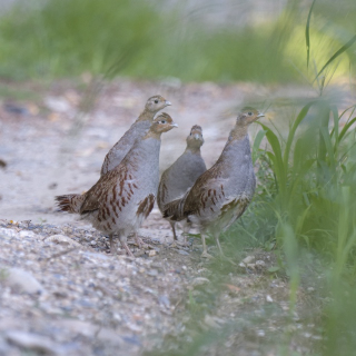 Starna (Perdix perdix)