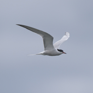 Sterna comune (Sterna hirundo)