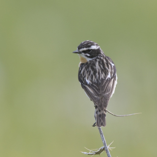 Stiaccino (Saxicola rubetra)