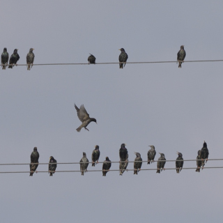 Storno (Sturnus vulgaris)