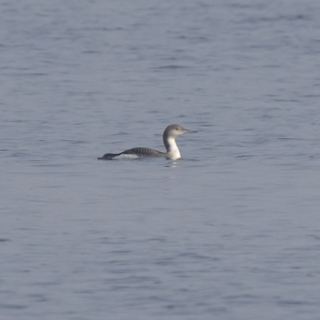 Strolaga mezzana (Gavia arctica)