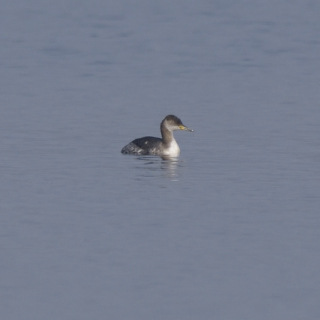 Svasso collorosso (Podiceps grisegena)