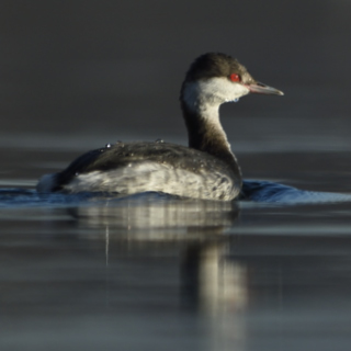 Svasso cornuto (Podiceps auritus)