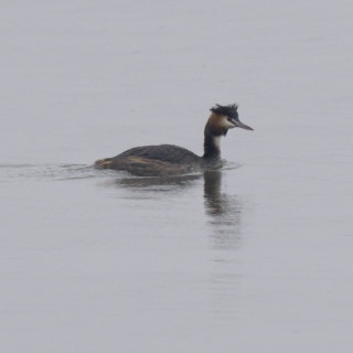 Svasso maggiore (Podiceps cristatus)