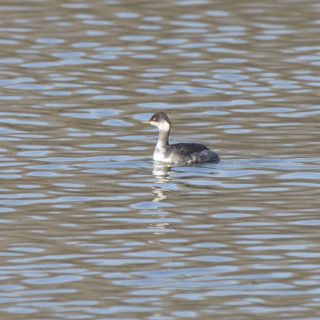 Svasso piccolo (Podiceps nigricollis)