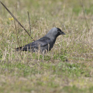 Taccola (Coloeus monedula)