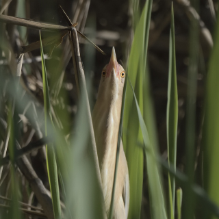 Tarabusino (Ixobrychus minutus)