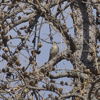 Tordela (Turdus viscivorus)