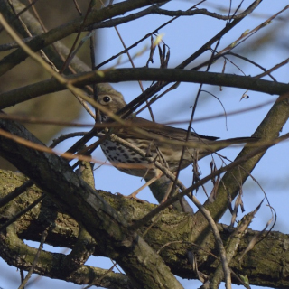 Tordo bottaccio (Turdus philomelos)