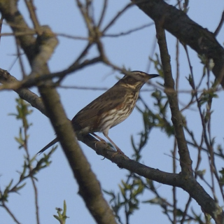 Tordo sassello (Turdus iliacus)