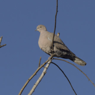 Tortora dal collare (Streptopelia decaocto)