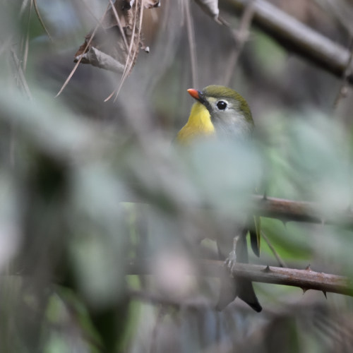 Usignolo del Giappone (Leiothrix lutea)