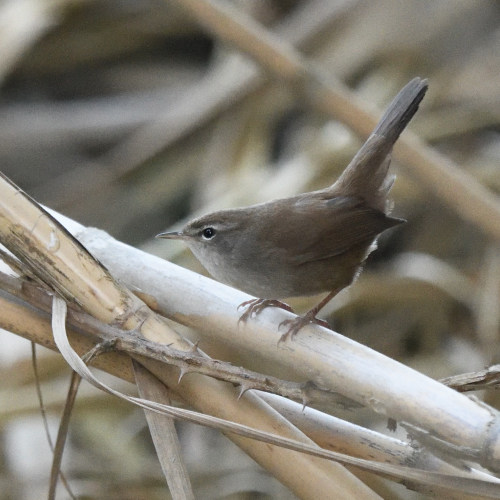 Usignolo di fiume (Cettia cetti)