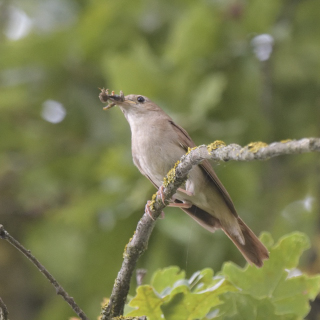 Usignolo (Luscinia megarhynchos)