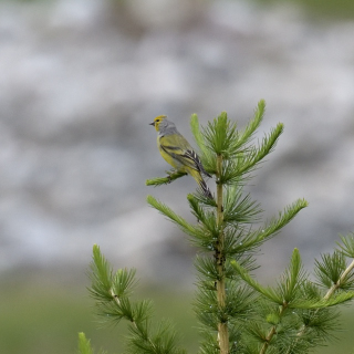 Venturone alpino (Carduelis citrinella)