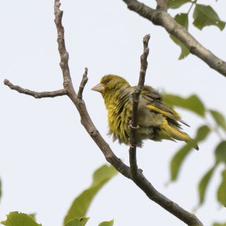 Verdone (Chloris chloris)