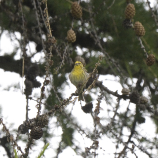 Verzellino (Serinus serinus)