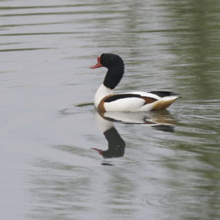 Volpoca (Tadorna tadorna)